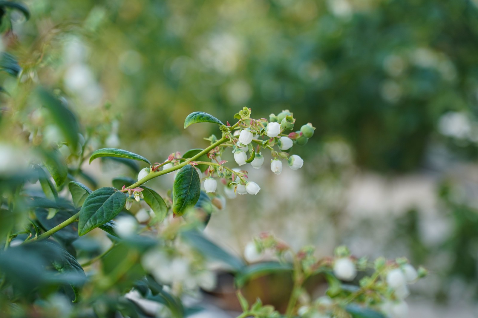 天水秦安陇城镇:大棚蓝莓进入关键生长期 预计春节“甜蜜”上市