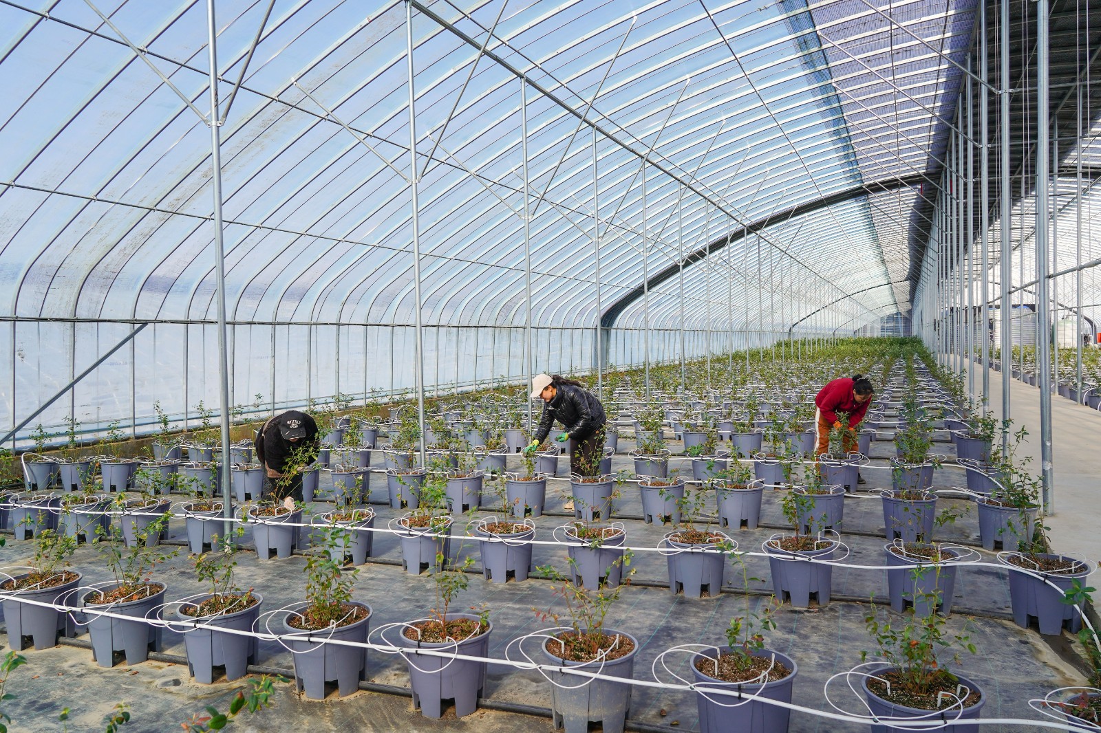 天水秦安陇城镇:大棚蓝莓进入关键生长期 预计春节“甜蜜”上市