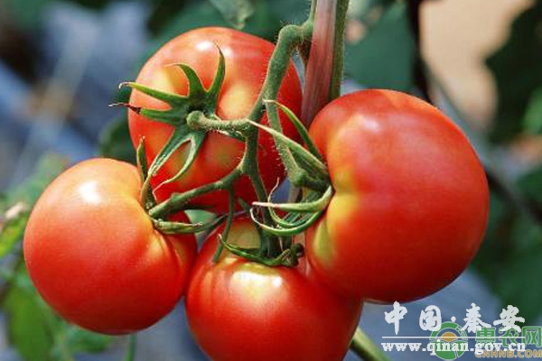 番茄空心原因 番茄空心原因