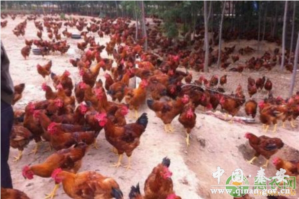 林地生态养鸡密度与养殖规模的关系 林地生态养鸡密度与养殖规模的关系
