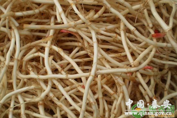 养殖课堂:养鸡户常用的七种中药材 养殖课堂:养鸡户常用的七种中药材