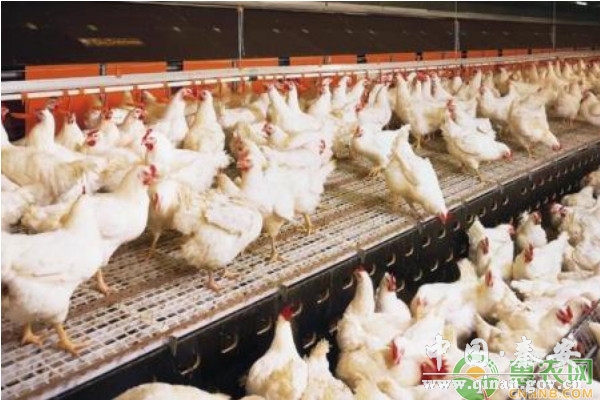 养殖课堂:养鸡户常用的七种中药材 养殖课堂:养鸡户常用的七种中药材