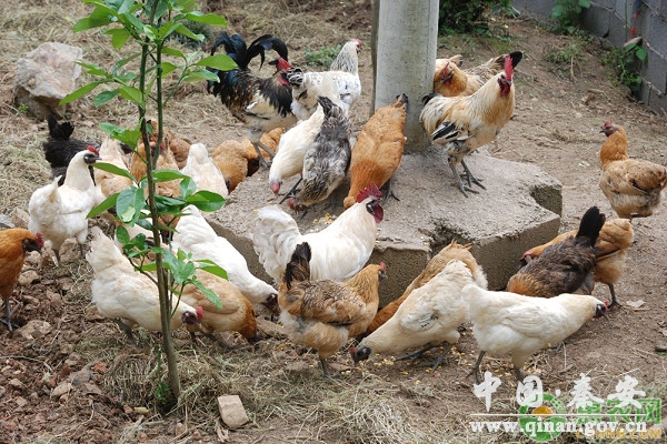 林地生态养鸡密度与养殖规模的关系 林地生态养鸡密度与养殖规模的关系