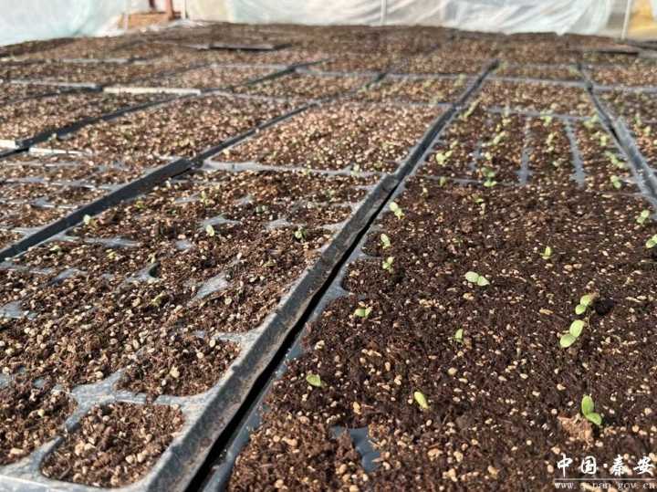 甘肃秦安叶堡镇:小瓜苗育出大希望 大棚菜撑起致富路 甘肃秦安叶堡镇:小瓜苗育出大希望 大棚菜撑起致富路