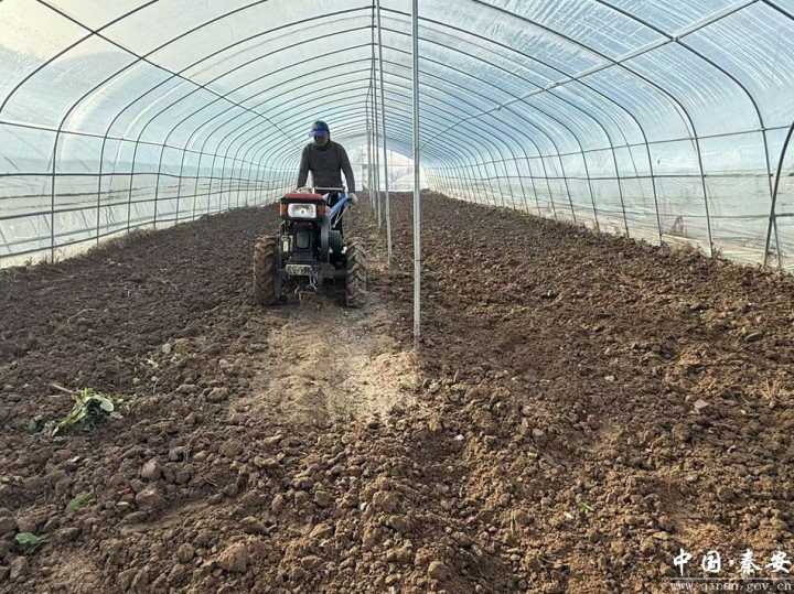 甘肃秦安叶堡镇:小瓜苗育出大希望 大棚菜撑起致富路 甘肃秦安叶堡镇:小瓜苗育出大希望 大棚菜撑起致富路