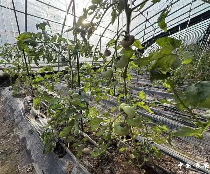 甘肃秦安叶堡镇:小瓜苗育出大希望 大棚菜撑起致富路 甘肃秦安叶堡镇:小瓜苗育出大希望 大棚菜撑起致富路