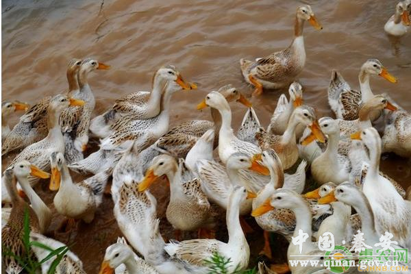 怎么养鸭才能赚到钱 怎么养鸭才能赚到钱