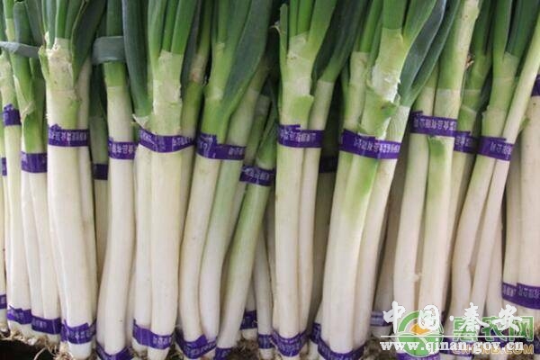 2020年春天可以种植什么蔬菜?(附春季蔬菜种植注意事项) 2020年春天可以种植什么蔬菜?(附春季蔬菜种植注意事项)