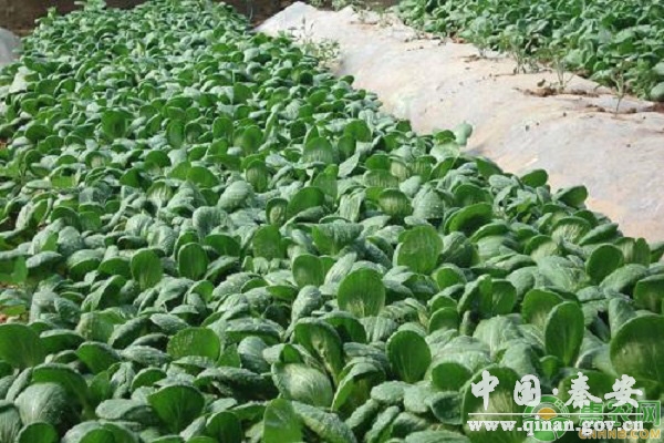 2020年春天可以种植什么蔬菜?(附春季蔬菜种植注意事项) 2020年春天可以种植什么蔬菜?(附春季蔬菜种植注意事项)