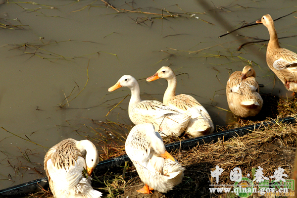 养鸭赚钱技术 养鸭赚钱技术