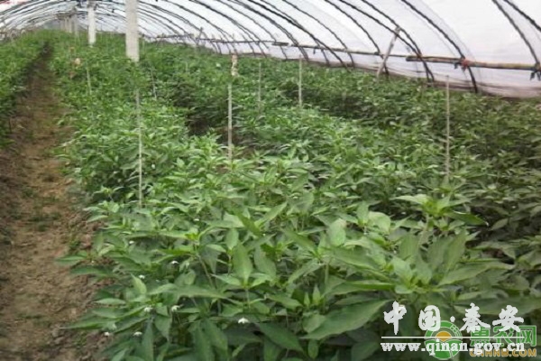 2020年春天可以种植什么蔬菜?(附春季蔬菜种植注意事项) 2020年春天可以种植什么蔬菜?(附春季蔬菜种植注意事项)