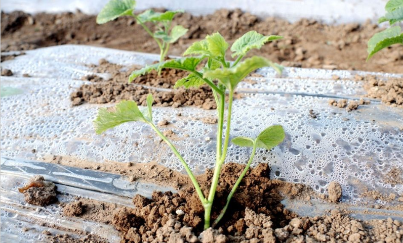 天水秦安陇城镇:寒冬大棚绿意浓 精细管护迎丰收