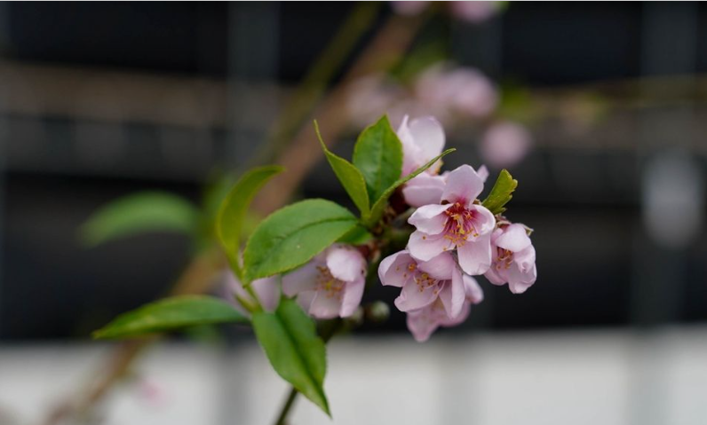 天水秦安:智能温室桃花迎冬绽放 “北京七号”蜜桃有望3月上市