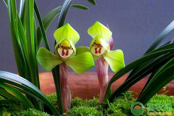 春兰怎么养殖?做到这五点让它花开不断