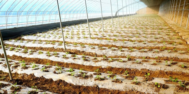 天水秦安陇城镇:寒冬大棚绿意浓 精细管护迎丰收