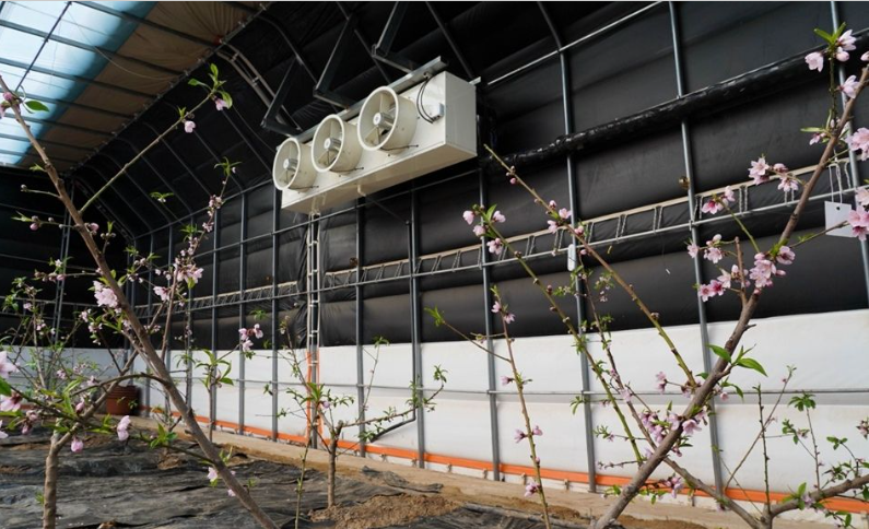 天水秦安:智能温室桃花迎冬绽放 “北京七号”蜜桃有望3月上市