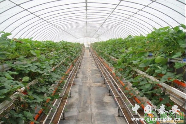 八月份草莓育苗的管理要点及用药方案 八月份草莓育苗的管理要点及用药方案