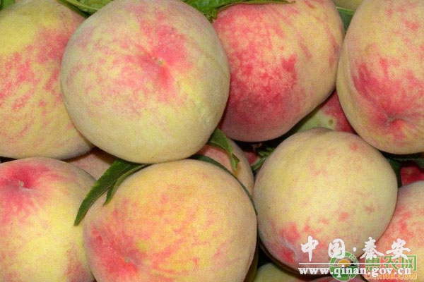 桃子如何储藏保鲜?桃果消毒、预冷和储藏要点 桃子如何储藏保鲜?桃果消毒、预冷和储藏要点