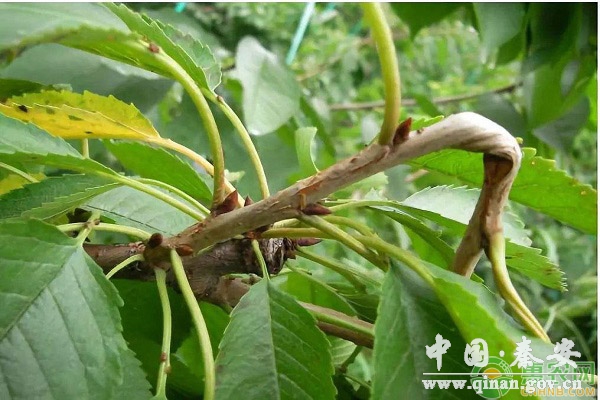 苹果扭梢操作要点 苹果扭梢操作要点