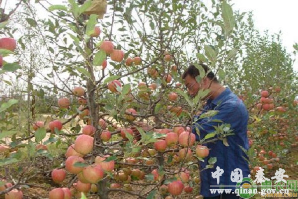 苹果扭梢管理 苹果扭梢管理