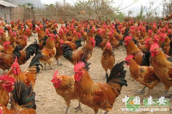 农村养鸡管理技术 农村养鸡管理技术