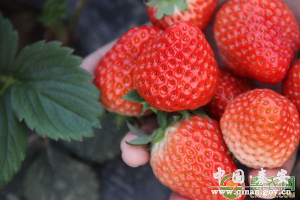 八月份草莓育苗的管理要点及用药方案 八月份草莓育苗的管理要点及用药方案