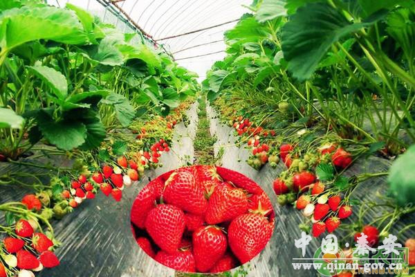 八月份草莓育苗的管理要点及用药方案 八月份草莓育苗的管理要点及用药方案
