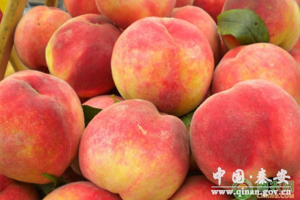 桃子如何储藏保鲜?桃果消毒、预冷和储藏要点 桃子如何储藏保鲜?桃果消毒、预冷和储藏要点