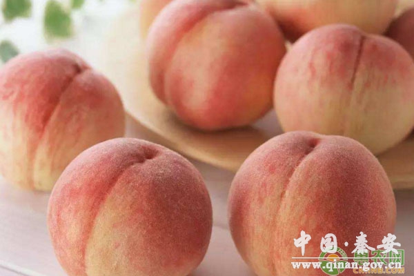 桃子如何储藏保鲜?桃果消毒、预冷和储藏要点 桃子如何储藏保鲜?桃果消毒、预冷和储藏要点