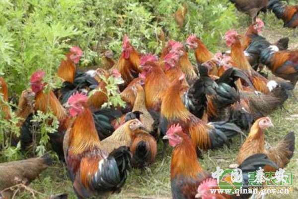 *鸡养殖 *鸡养殖