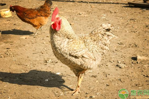 *鸡养殖需要注意什么?农村*鸡科学养殖管理技巧 *鸡养殖需要注意什么?农村*鸡科学养殖管理技巧