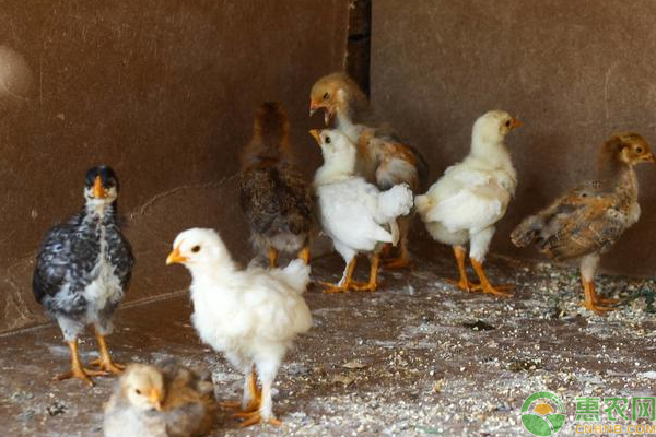 *鸡养殖需要注意什么? *鸡养殖需要注意什么?