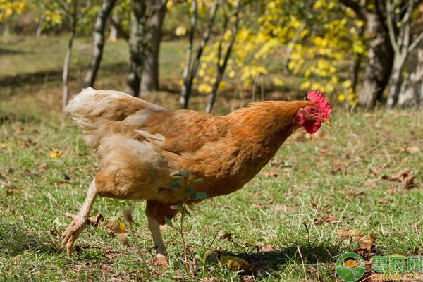 农村*鸡科学养殖管理技巧 农村*鸡科学养殖管理技巧