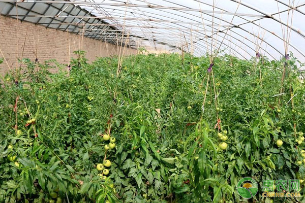 温室番茄 温室番茄