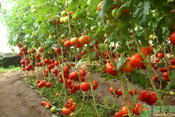 番茄栽培 番茄栽培