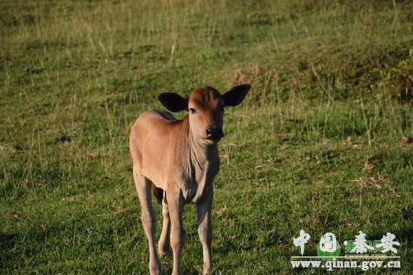 养好小牛犊的五个步骤 养好小牛犊的五个步骤
