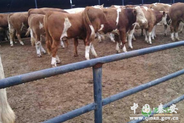 养好小牛犊的五个步骤 养好小牛犊的五个步骤