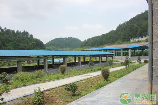 养*鸡赚钱吗?做好这几点,*鸡变成“印钞鸡” 养*鸡赚钱吗?做好这几点,*鸡变成“印钞鸡”