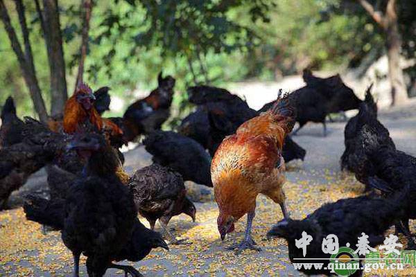 农村养*鸡除了玉米,还可以喂哪些食物? 农村养*鸡除了玉米,还可以喂哪些食物?