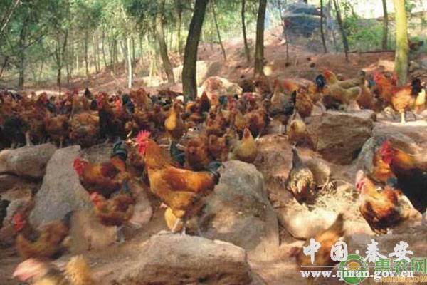 农村养*鸡除了玉米,还可以喂哪些食物? 农村养*鸡除了玉米,还可以喂哪些食物?