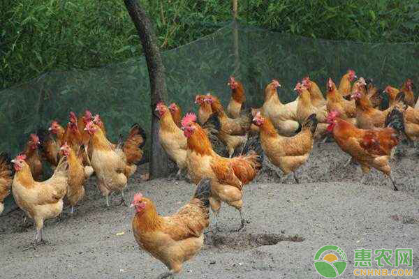 养*鸡赚钱吗?做好这几点,*鸡变成“印钞鸡” 养*鸡赚钱吗?做好这几点,*鸡变成“印钞鸡”